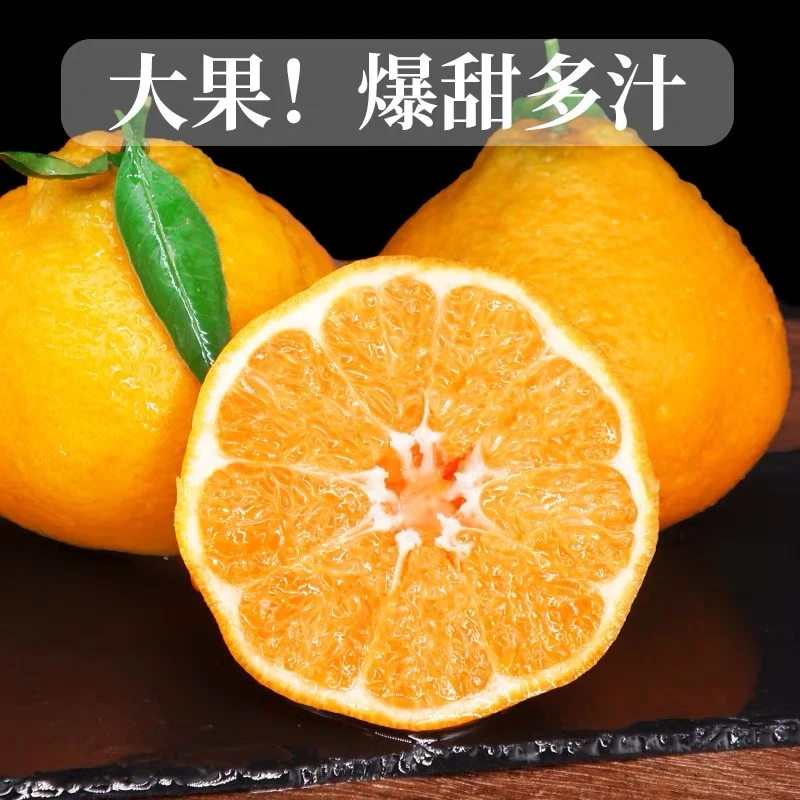 《爆甜》正宗四川春见耙耙柑新鲜水果现摘现发爆汁香甜丑橘头茬自然