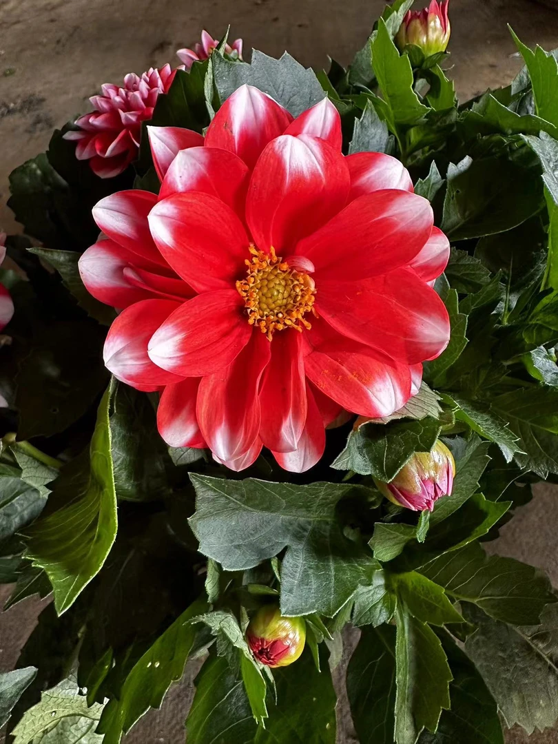 大丽花盆栽带花发货四季花开艳丽阳台庭院超好养活