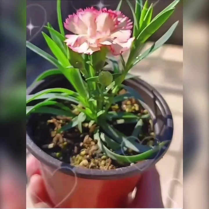 云南基地直发康乃馨十颗花苗盆栽绿植阳台花苗