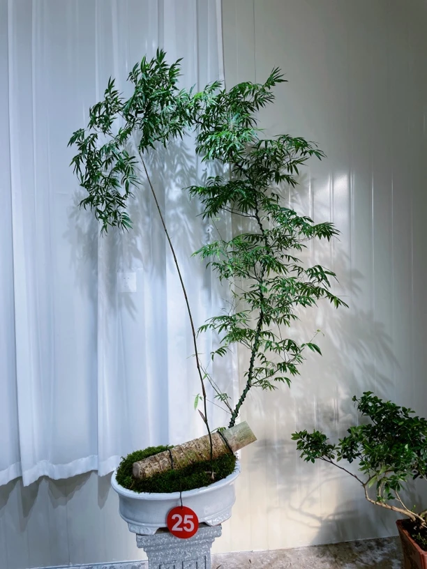 小叶簕竹高飘意境