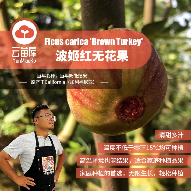 云苗库希哥推荐波姬红无花果树苗20*14容器苗可盆栽庭院阳台种植