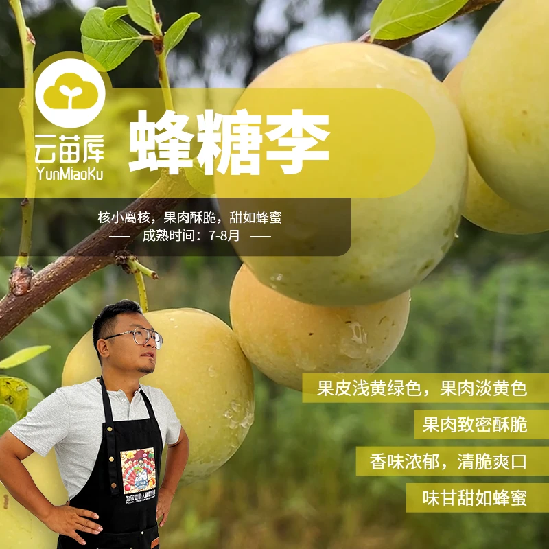 云苗库蜂糖李子果树苗容器苗可盆栽阳台种植嫁接苗基地直发包邮