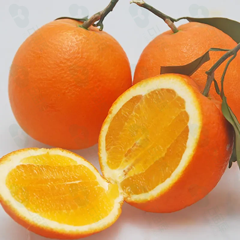 纽荷尔脐橙裸根苗柑橘果树苗适合阳台庭院种植基地直发包邮常绿苗