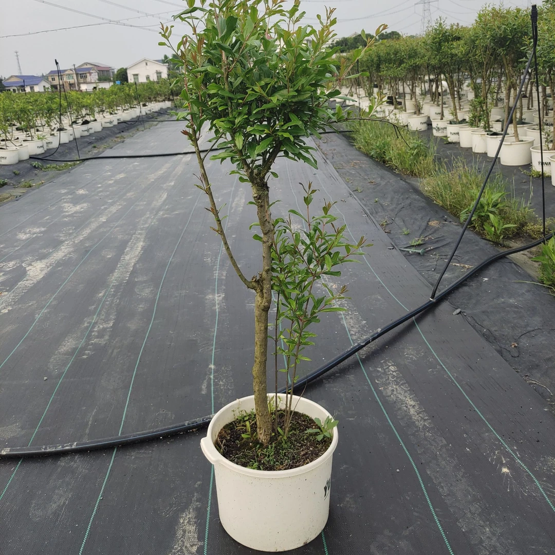 云苗库【多品种石榴容器苗】新奇多品种嫁接带土发石榴苗希哥推荐