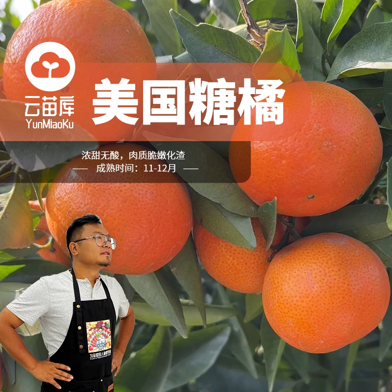 云苗库美国糖橘30*25容器苗东方红橘柑橘果树盆栽阳台种植嫁接苗