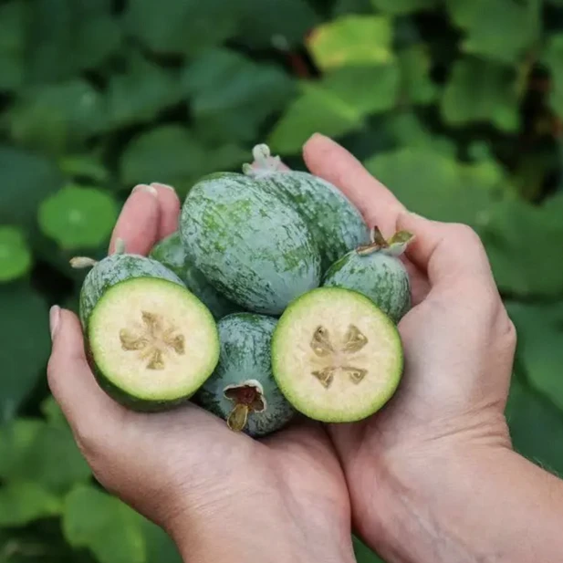 【菲油果容器苗】正宗常绿果树苗适合阳台庭院种植自花授粉易挂果