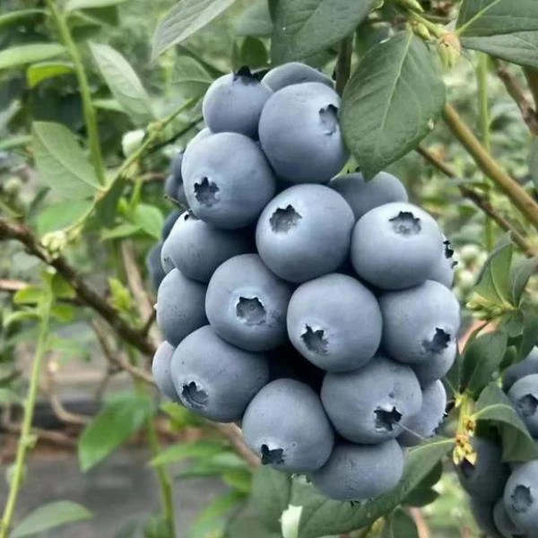 云苗库希哥推荐南高丛F6蓝莓容器苗蓝莓树苗果个大好栽培基地直发