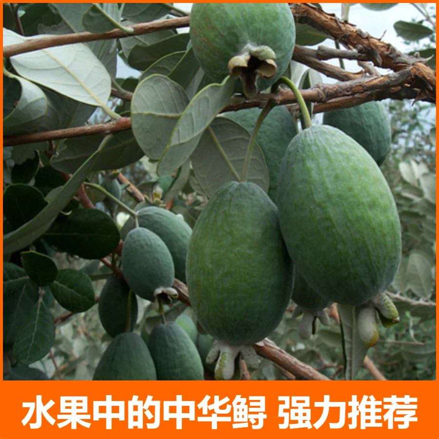 云苗库希哥推荐菲油果常绿果树适合阳台盆栽种植自花授粉易挂果