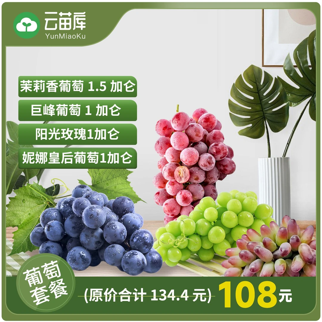葡萄套餐巨峰葡萄1+茉莉香1+阳光玫瑰1+妮娜皇后1葡萄容器苗包邮
