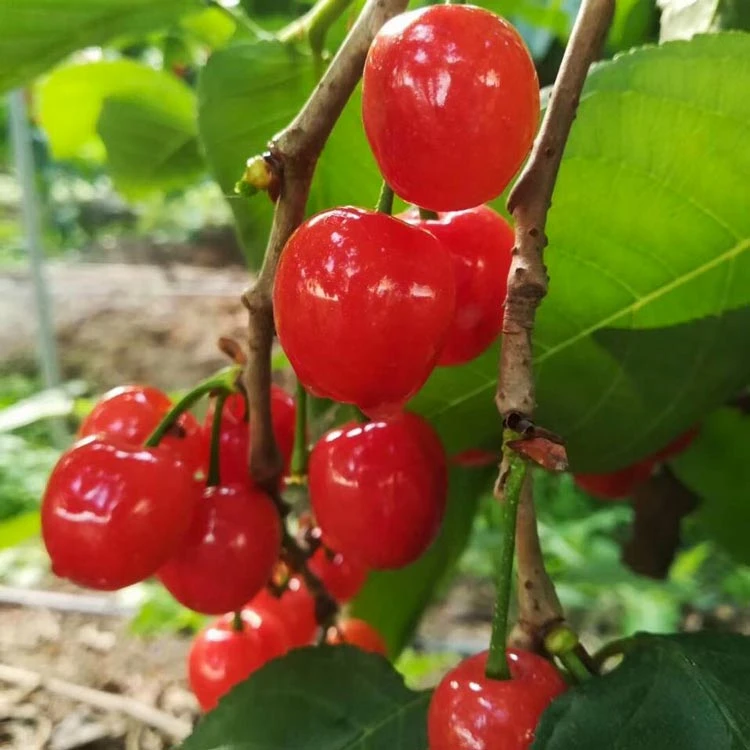 云苗库红妃樱桃1.5加仑容器苗樱桃苗阳台种植带土带容器发货包邮