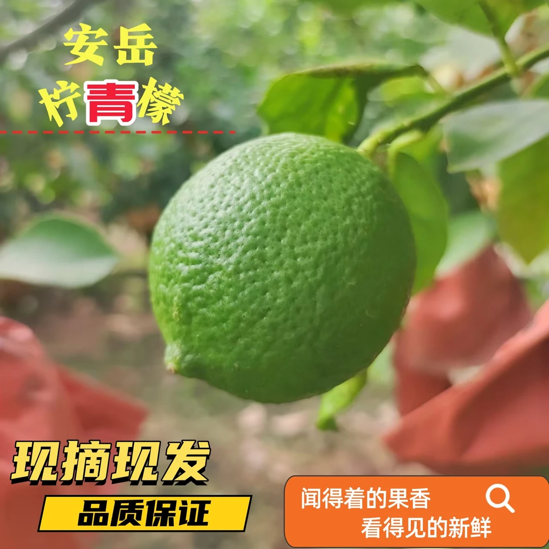 青柠100-160g  2024新鲜安岳尤力克柠檬果肉饱满果香浓郁酸爽多汁