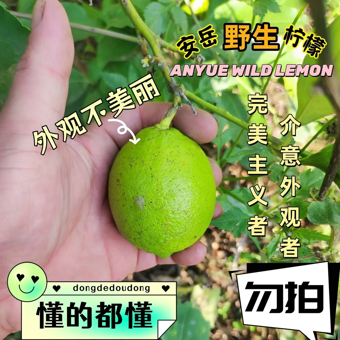 野生柠檬100-250g  新鲜安岳尤力克柠檬果肉饱满果香浓郁酸爽多汁