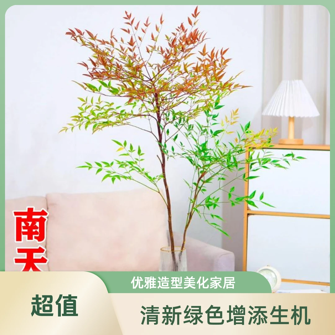 南天竹盆栽客厅水养火焰南天竹树苗水培植物落地老桩带根绿马醉木