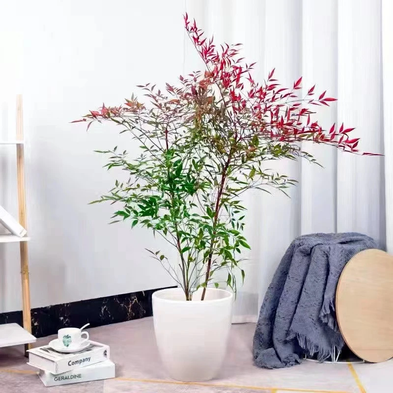 火焰南天竹大型盆栽室内客厅办公室落地造型绿植网红好养植物花卉