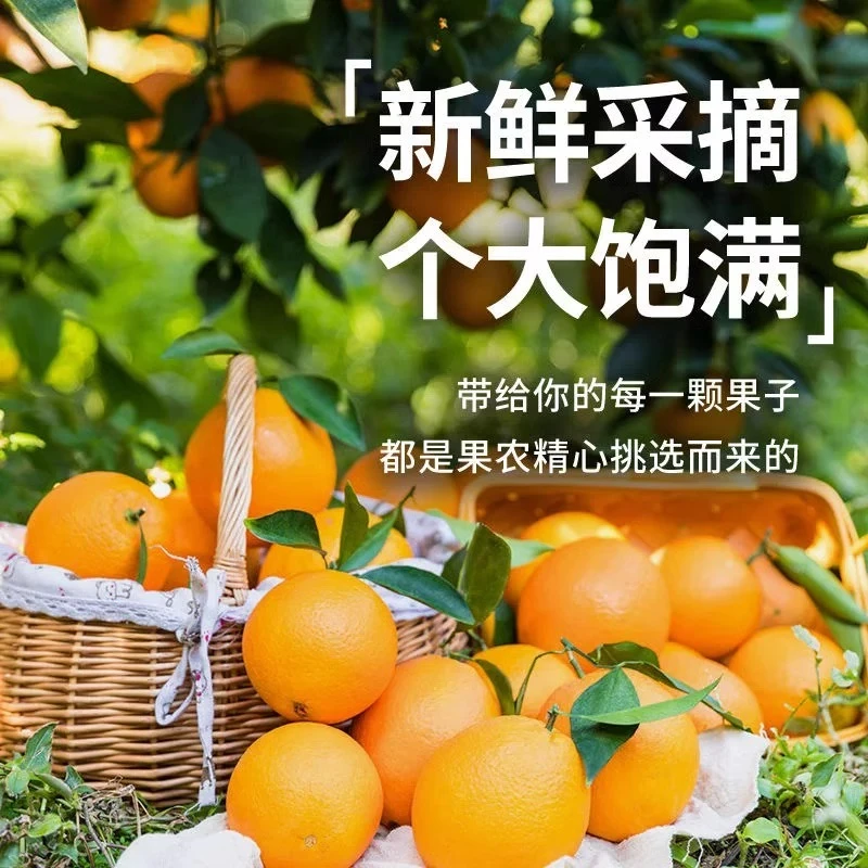 高山红土赣南脐橙正宗橙子果园皮薄肉厚多汁橙子新鲜水果现摘现发