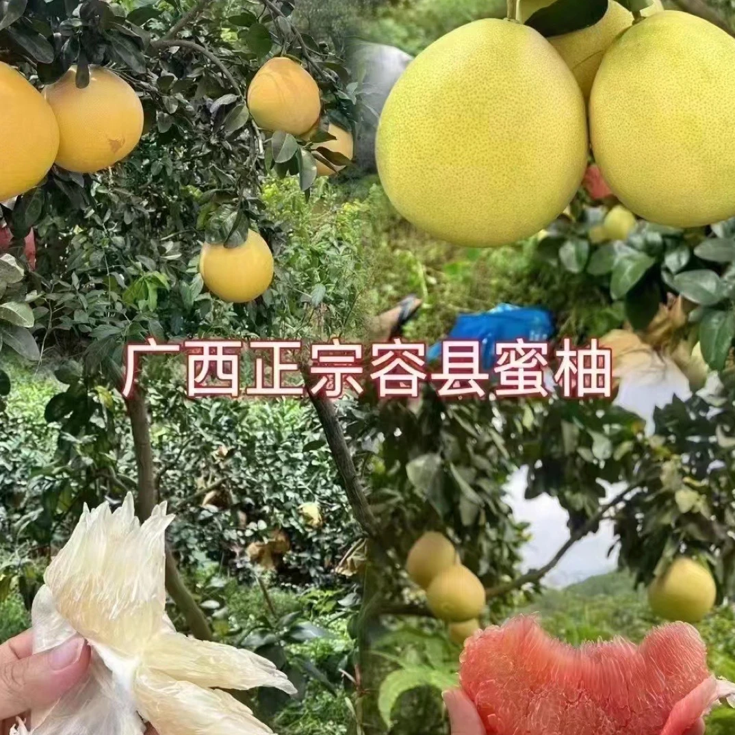 广西容县正宗自良蜜柚白肉蜜柚 自家果园