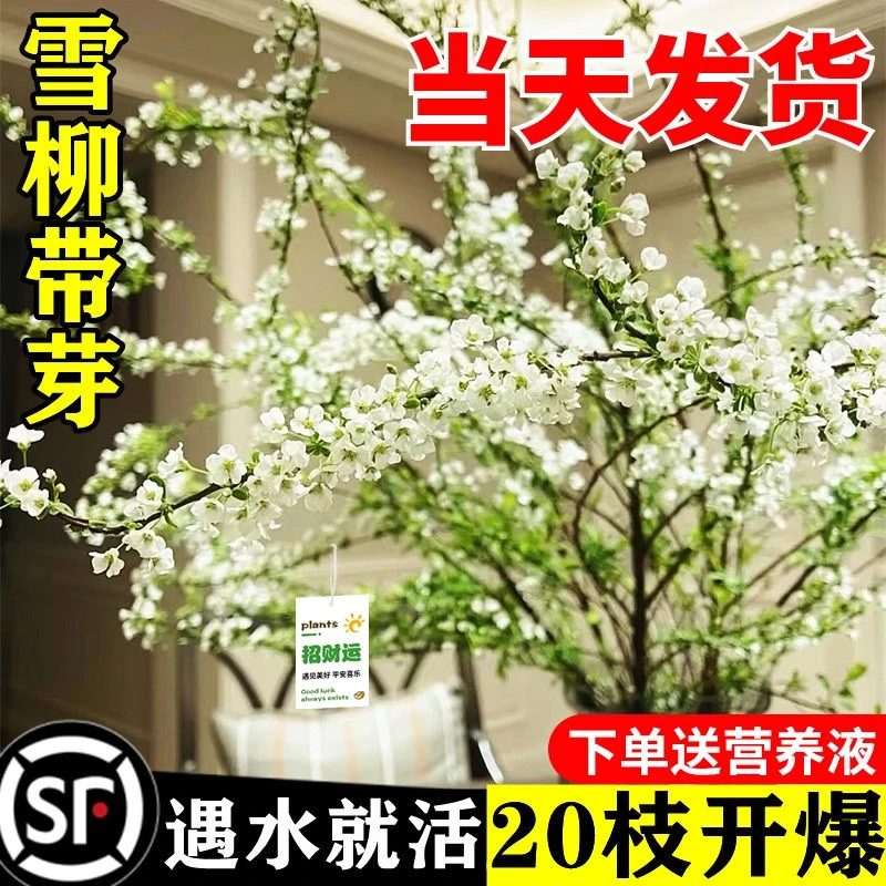重瓣雪柳插花水培植物鲜花卉室内盆栽绿干枝支鲜枝水养植龙柳好活