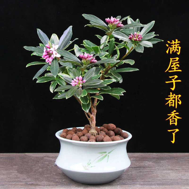金边瑞香盆栽室内浓香型盆景冬季开花植物耐寒带花苞瑞香花苗老桩