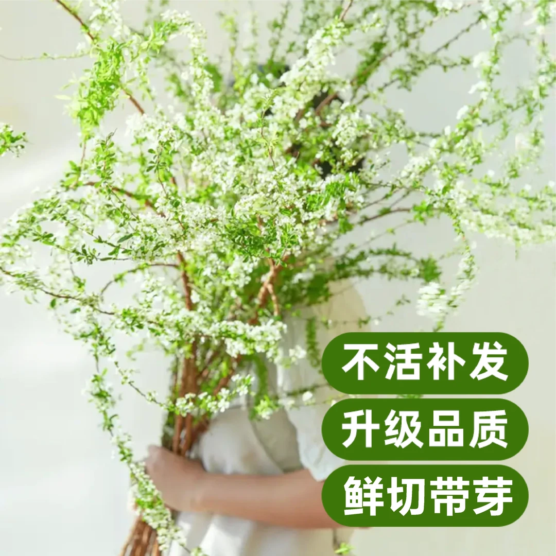 【带芽发货】耐寒雪柳鲜枝水养遇水插花开花水培花卉绿植干枝雪柳