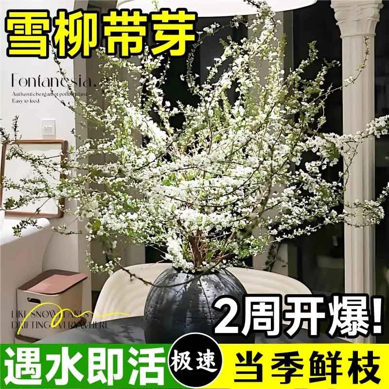 【基地发货】网红干枝鲜枝雪柳泡水开花水培冬季耐寒花卉室内绿植