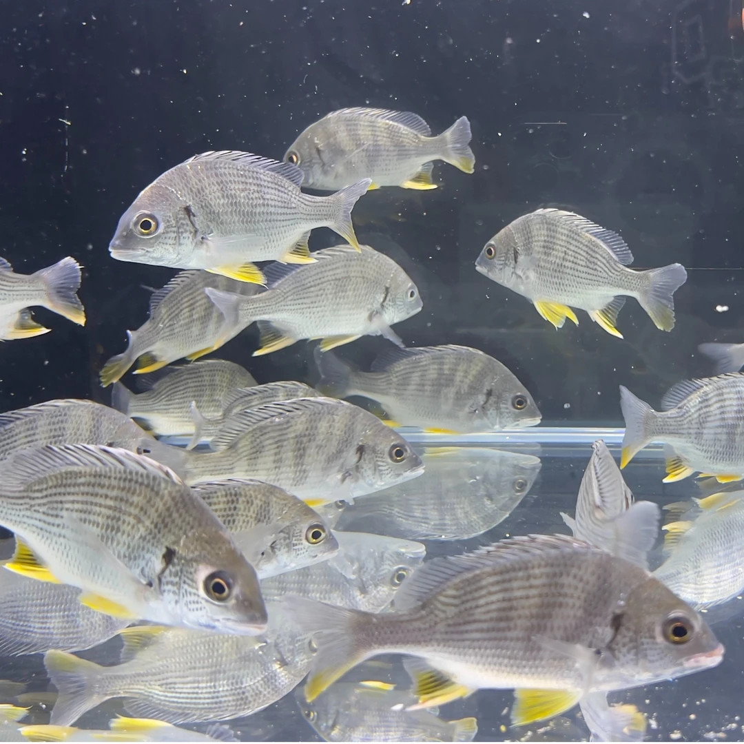 黄鳍鲷黄脚立鱼海水鱼【7-10CM】观赏鱼淡水可养