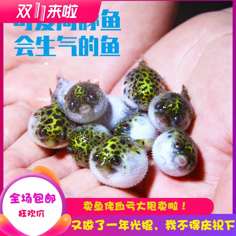 活体可混养河豚鱼小鱼观赏鱼好养耐活会生气的气泡鱼巧克力娃娃吃