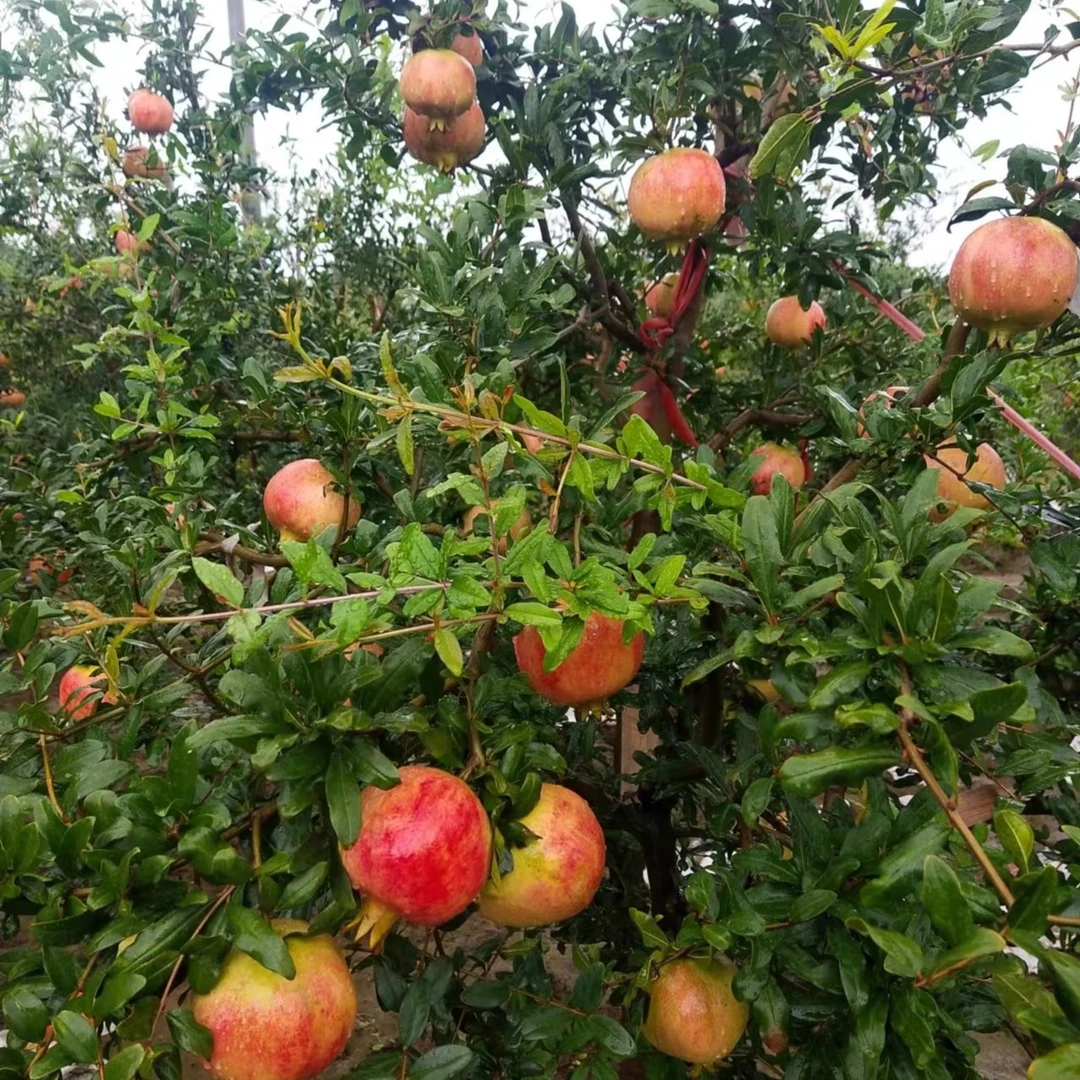 穆乐超软籽石榴 突尼斯软籽石榴 5 斤包邮