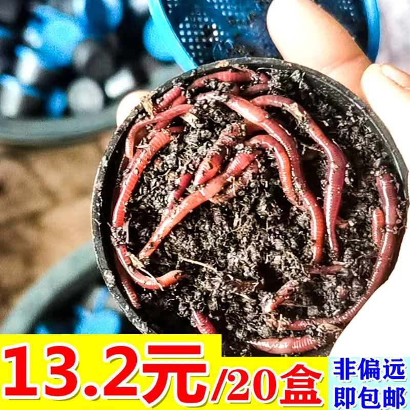 六子盒装鲜活蚯蚓活物活体批发钓鱼鱼饵鱼食鲤鱼草鱼鲫鱼饵料饲料