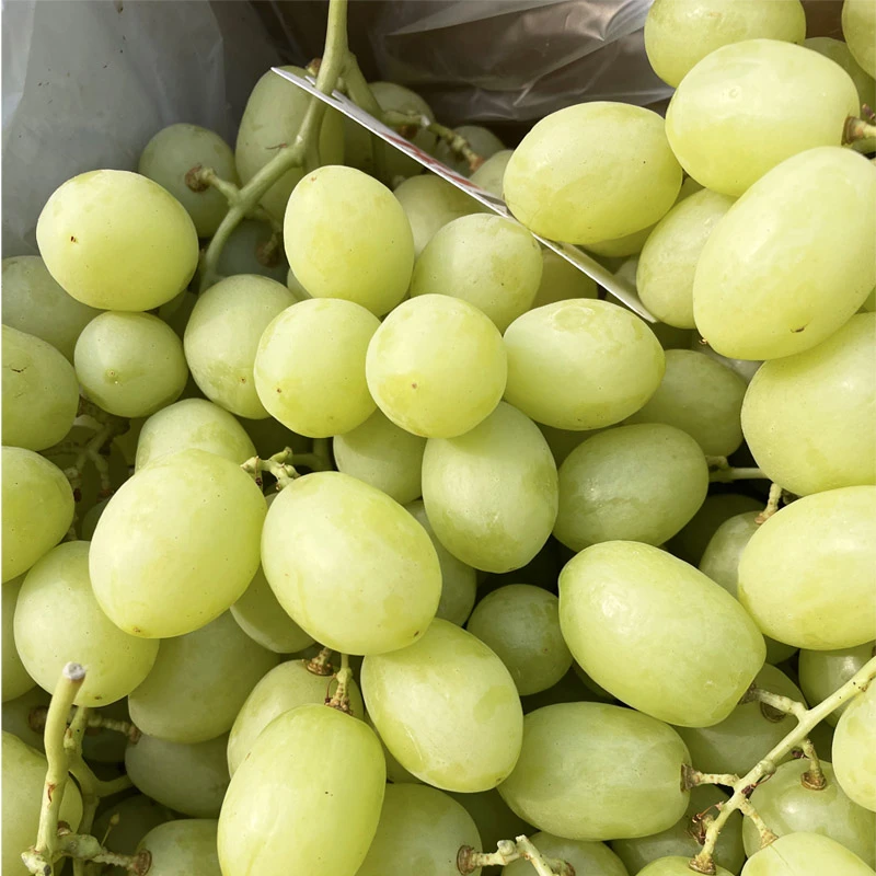 【直播浮力】澳洲糖酥青脆提进口无籽提葡萄新鲜3斤 顺丰包邮