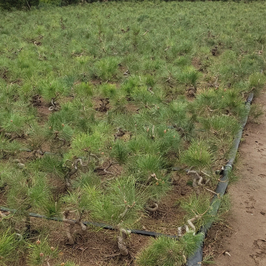 黑松童子功造型素材  一物一拍