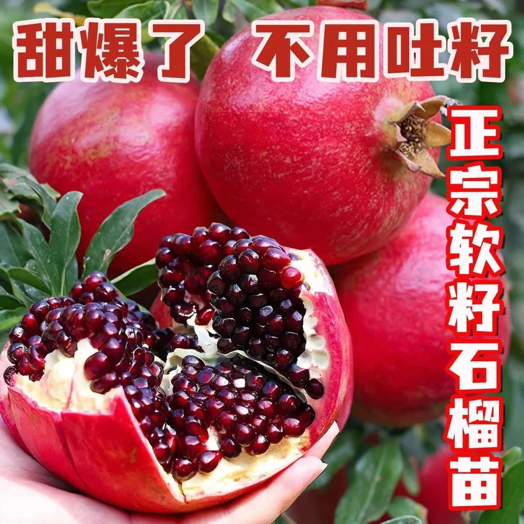 原盆原土带叶石榴大苗榴花盆栽阳台庭院绿植南北方种植带土发货