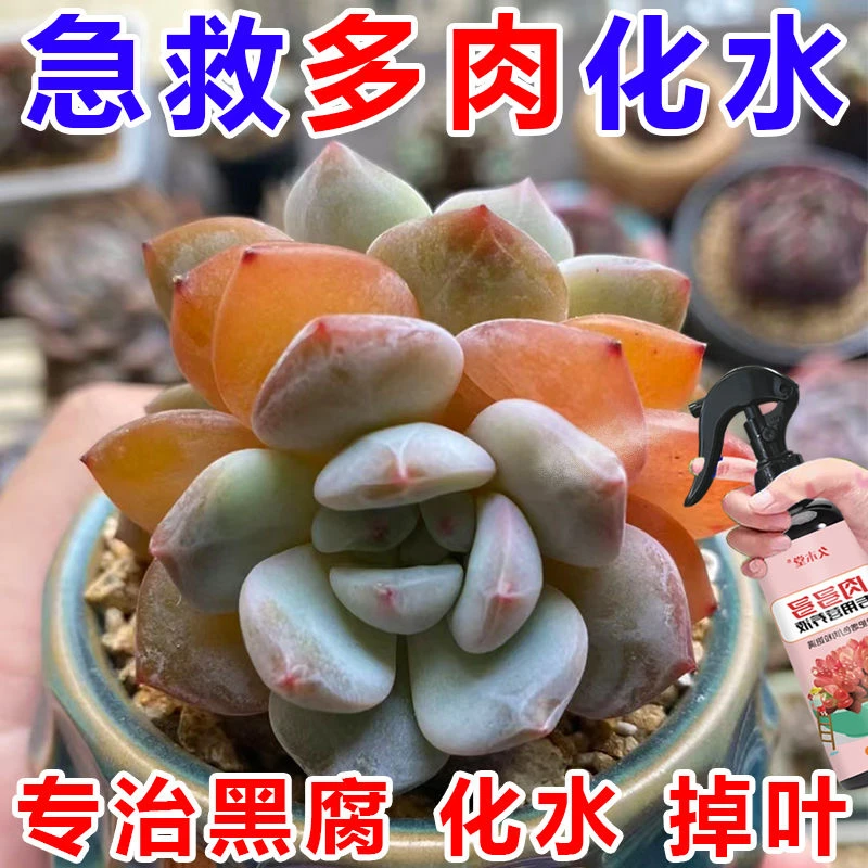 专治】肉多多专用肥多肉化水杀菌剂防黑腐掉叶白粉病养肉发芽状根