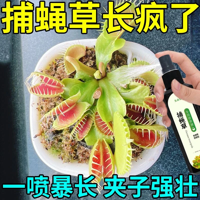【夹肥叶厚】捕蝇草专用营养液专治黑腐病发黄枯萎打蔫烂根植株小