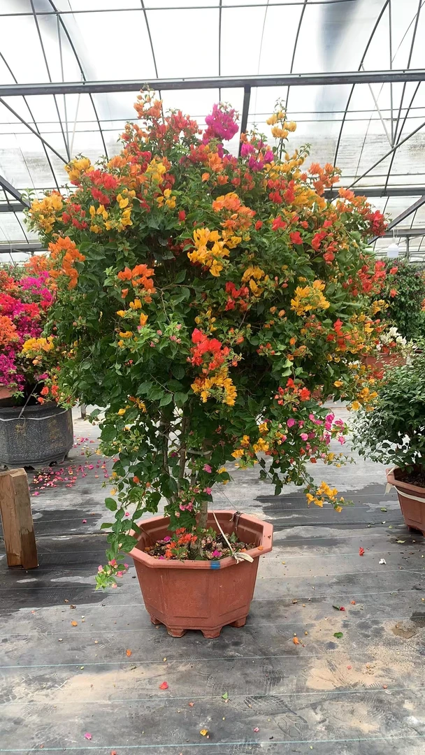 三角梅老桩泰国五雀三角梅四季开花