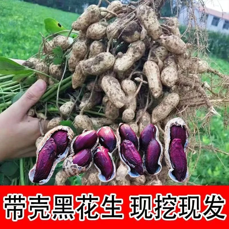 【黑花生】现收山货花生农家自种好吃清香营养价值高