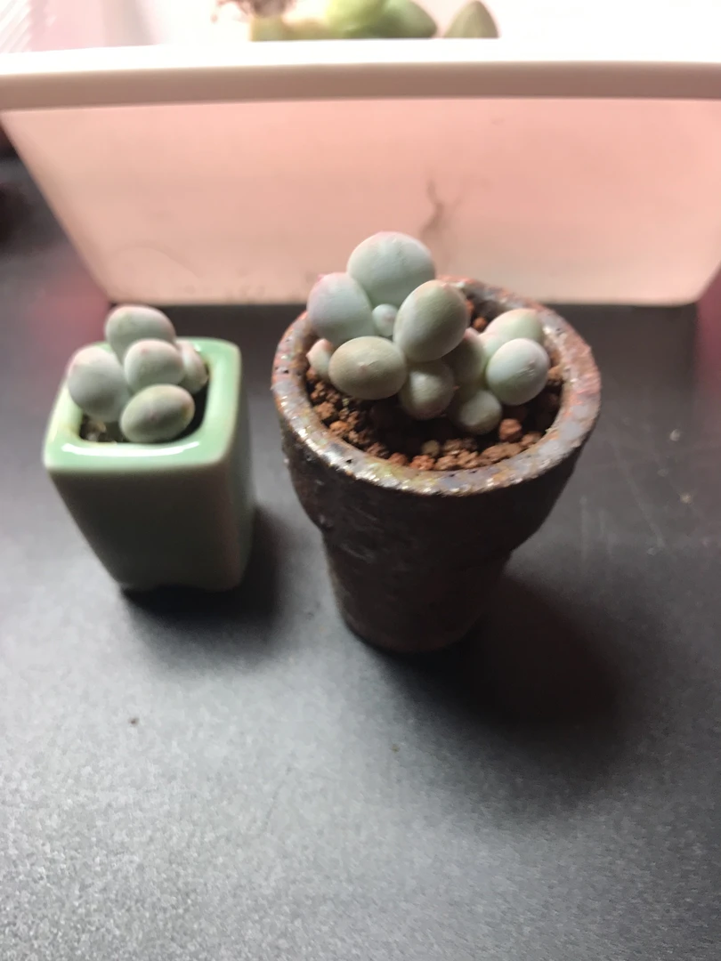 米可奶酪：叶片圆润可爱，出状态金黄色特别可爱