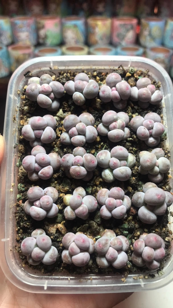 四头彩虹奶叶片出状态粉红带尖特别可爱的