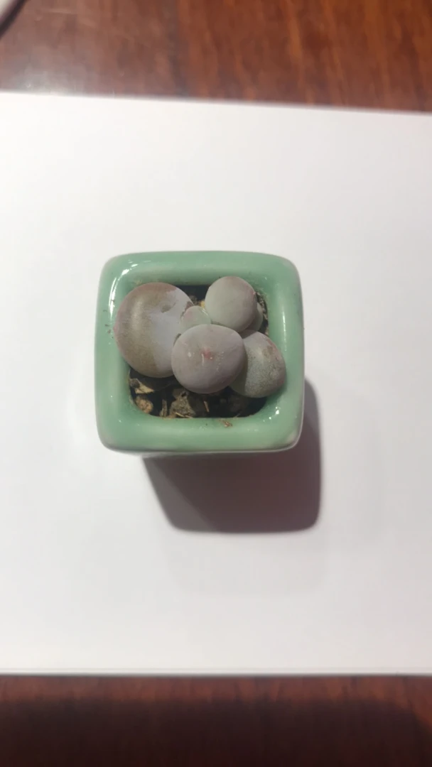 米可奶酪叶插苗，叶片圆润可爱，出状态金黄色