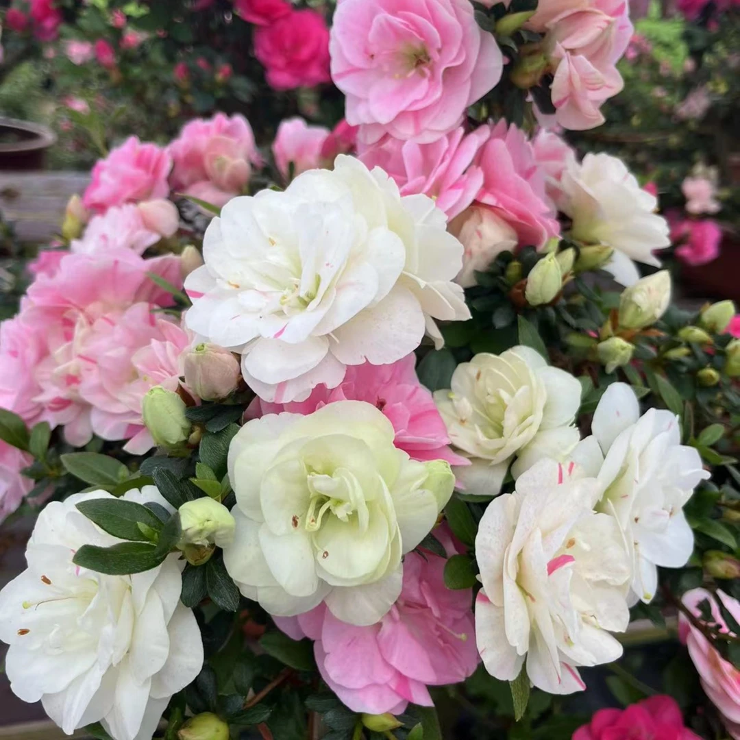 鹃之舞皋月重瓣杜鹃花盆栽花卉绿植树桩盆景造景品种苗带花苞喜阳