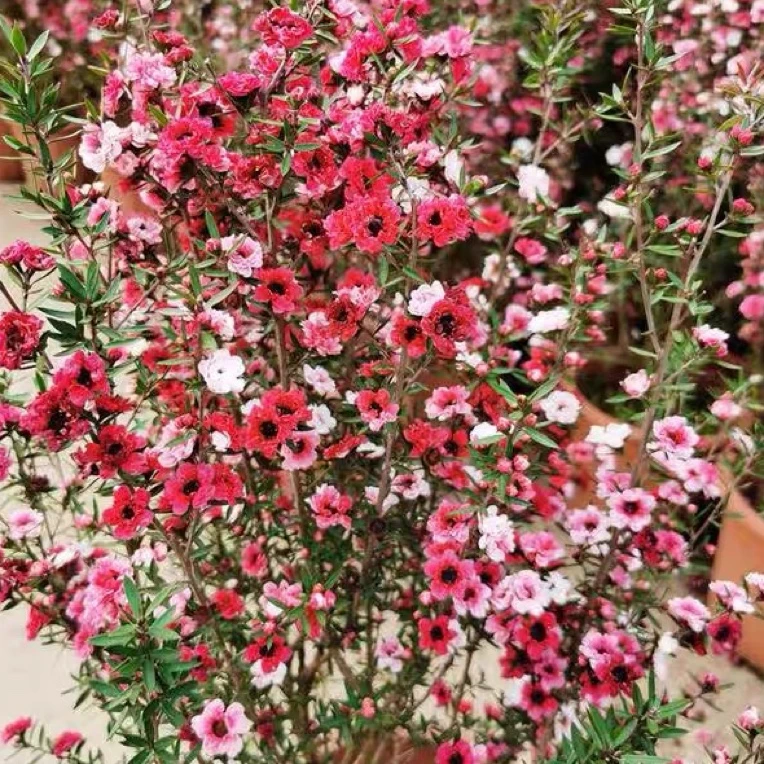 澳洲松红梅盆栽带花苞四季开花耐寒好养室内外花卉