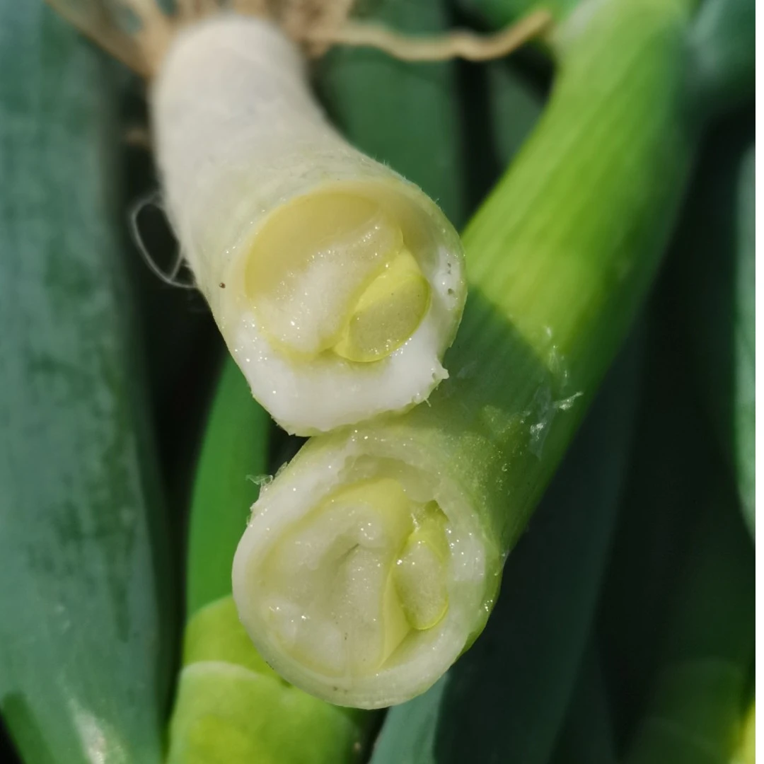 金星动力庄园香味浓郁山东新鲜种植蔬菜大葱批发3斤包邮农产品