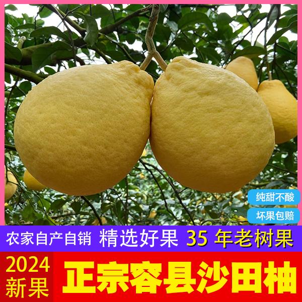 纯甜容县沙田柚特产沙田柚子新鲜水果礼盒装袋装产地直发包邮