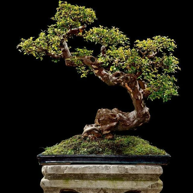 雀梅盆景精品绿植