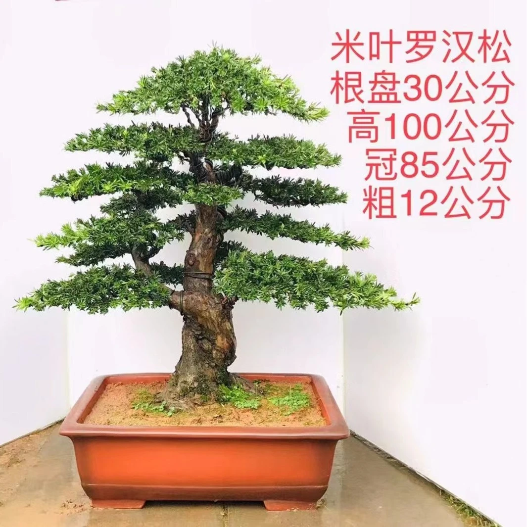 罗汉松老桩盆景适型优美，适合阳台庭院摆放，具有耐看观赏性