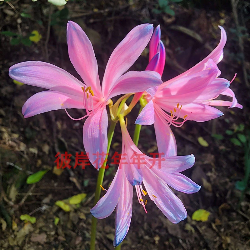 换锦石蒜彼岸花春天长叶子粉色绿植盆栽花卉曼珠沙华