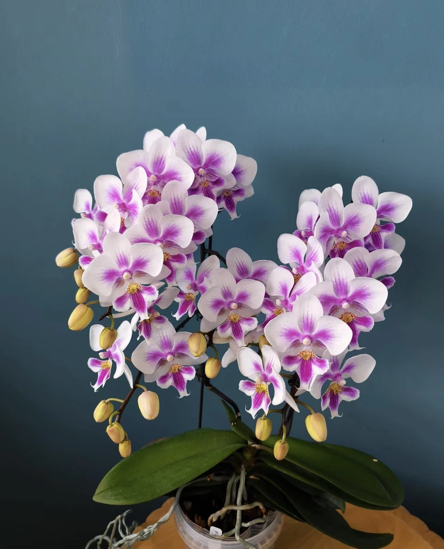 《阿雅》蝴蝶兰3.0加高杯带花剑带花苞