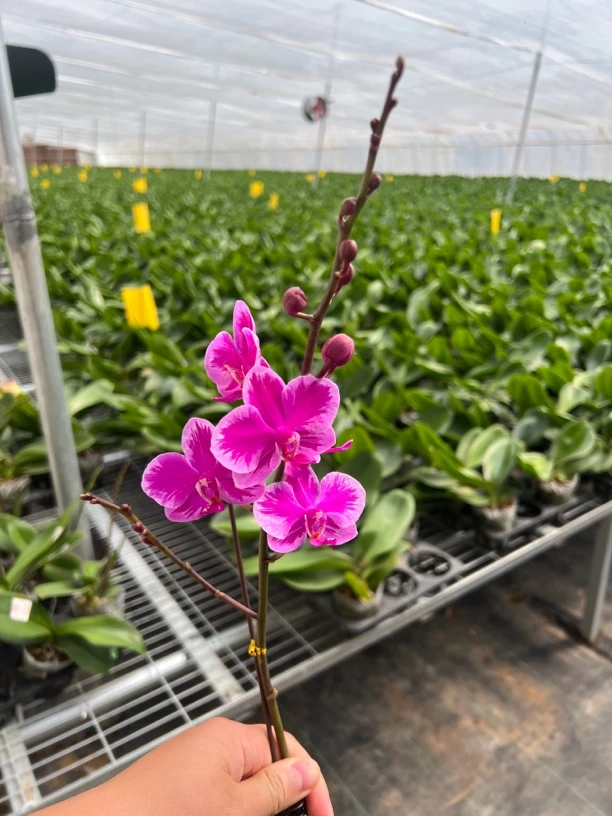《变异泼墨满天红》蝴蝶兰3.0加高带花带花苞