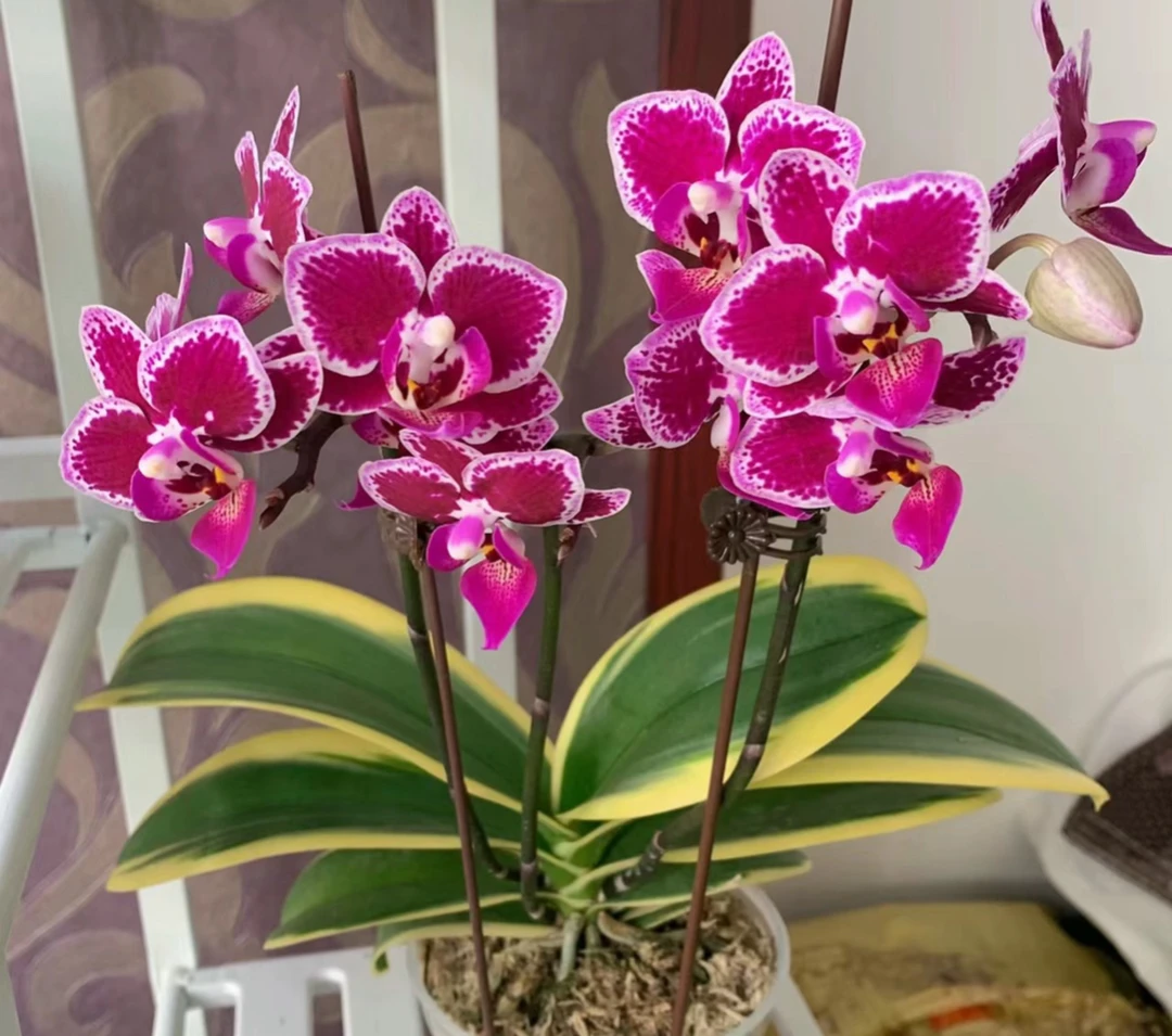 金边蔓越莓3.0加高保底十个叶片双花剑（刚出花剑比较短）