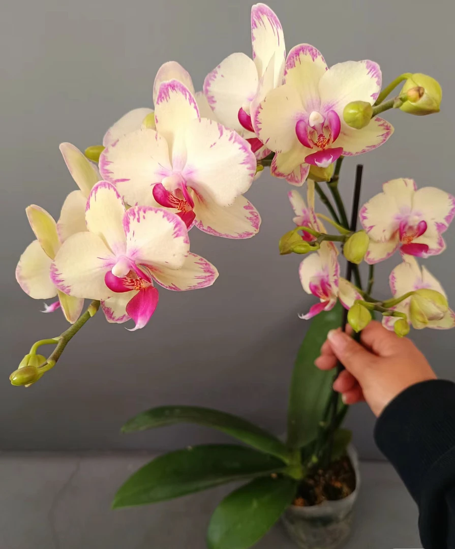 带花剑《绿闪电》蝴蝶兰3.0加高带花剑发货商品特殊叶片开裂正常