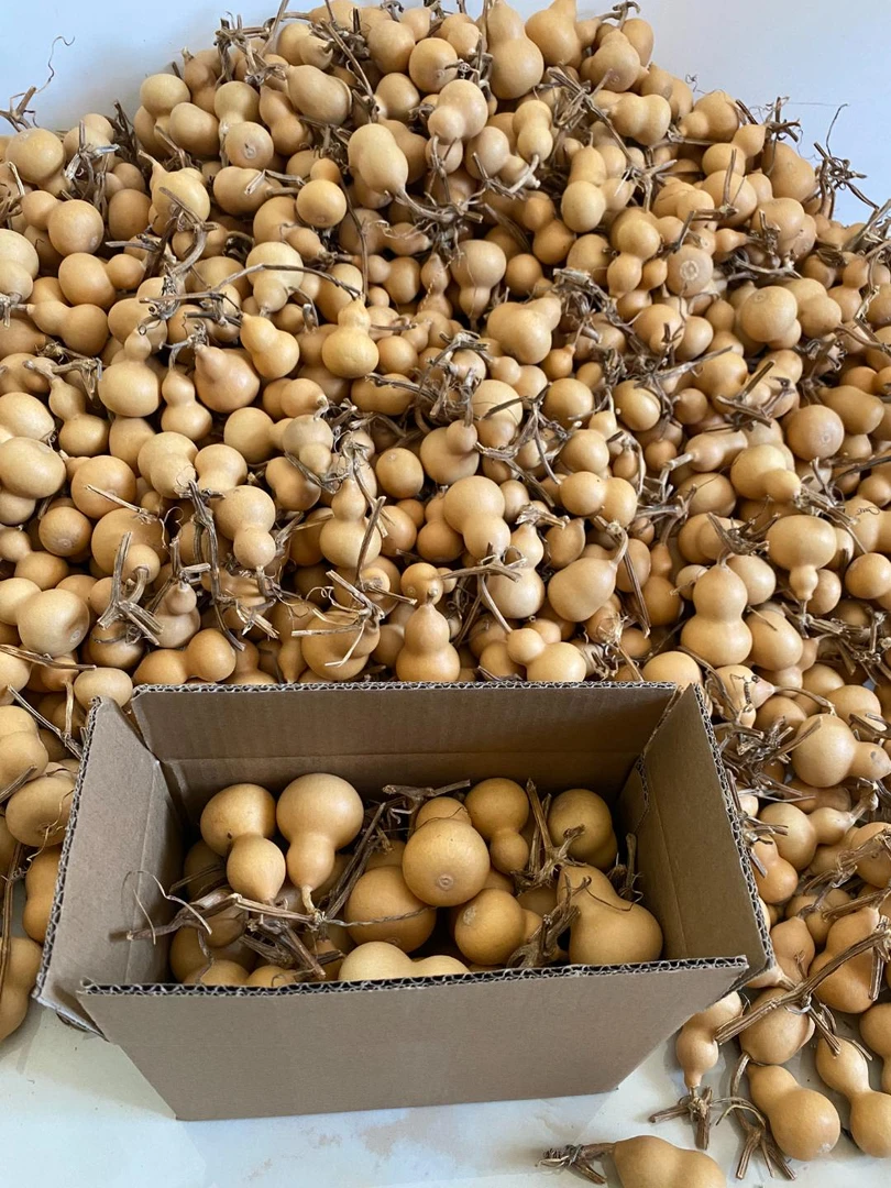 瑕疵葫芦练手 200个 每个都是瑕疵的或者抽的 没有售后